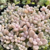 セダム,紅葉,多肉植物の画像