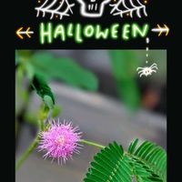 オジギソウ,オジギソウ,花のある暮らし♡,ハロウィーンアレンジ,ウクライナに平和をの画像