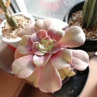 アエオニウム ハロウィーン,観葉植物,ガーデニング,多肉棚,多肉植物とサボテンの画像