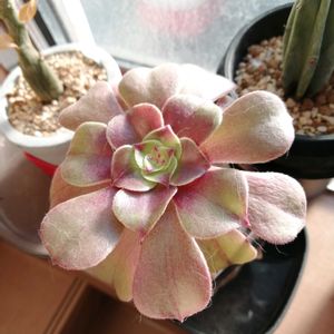 アエオニウム ハロウィーン,観葉植物,ガーデニング,多肉棚,多肉植物とサボテンの画像