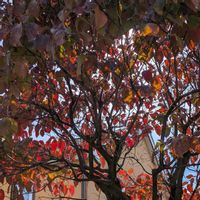 ウメ,ハナミズキ,紅葉,枝垂桜,シダレザクラの画像