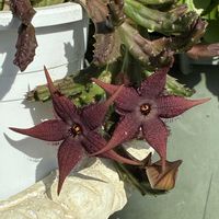 ガガイモ,多肉植物の画像