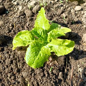 チマサンチュ,チマサンチュ,自家製野菜,栽培記録,農業女子の画像