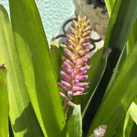 ガガイモ,多肉植物の画像