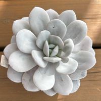 エケベリア,エケベリア ラウイ,多肉植物,鉢植え,エケベリア属の画像