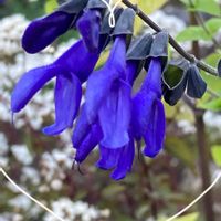 アサガオ,サルビア・ガラニチカ,西洋朝顔＊ヘブンリーブルー,花のある暮らし,青い花マニアの画像