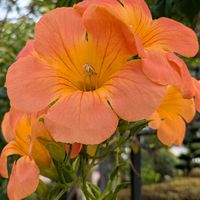 ノウゼンカズラ,ノウゼンカズラ,花のある暮らし,植物好き,自然の不思議の画像