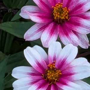 花木,植木鉢,吊り鉢,花いろいろ,バラと夢CLUBの画像