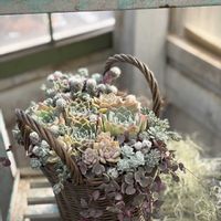 多肉植物,多肉寄せ植え,多肉植物のある暮らし,その他エクステリアの画像