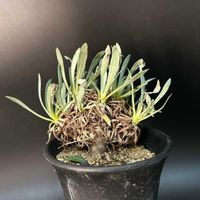 多肉植物,観葉植物,塊根植物,オトンナ属,コーデックスの画像