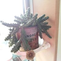 ガガイモ,フェルニア,観葉植物,ガーデニング,多肉棚の画像