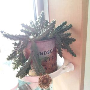 ガガイモ,フェルニア,観葉植物,ガーデニング,多肉棚の画像
