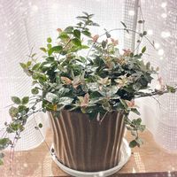 ハツユキカズラの画像