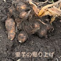 ミニ洗濯機で芋こじ,塩茹で芋,私のお気に入り,我が家の野菜畑,里芋の収穫の画像