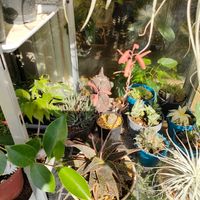 アロエ,アロエ・クリスマスキャロル,アロエ クリスマスキャロル,多肉植物,ベランダーの画像
