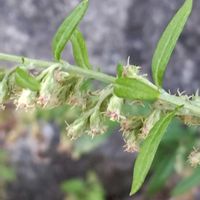 ヨモギ,山野草,植え込み,地味な花,歩道脇の画像