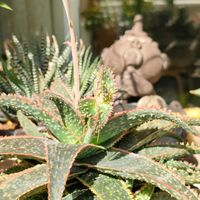 アロエ,アロエ・クリスマスキャロル,アロエ　花仔,多肉植物,ベランダーの画像