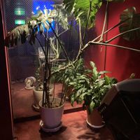 スパティフィラム,モンステラ,観葉植物,モンステラ属,サトイモ 科の画像