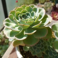 七福神,白雪ミセバヤ,マッコス,多肉植物,多肉初心者の画像