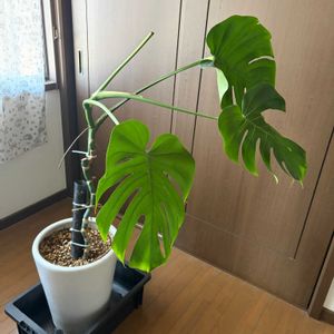 モンテスラ,男前の画像