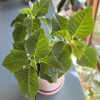 ポインセチア,葉っぱ好き,葉脈フェチ,窓辺の画像