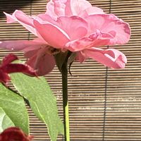 バラ,フウセンカズラ,ユリ,リンドウ,カボチャの画像