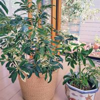 シェフレラ,観葉植物の画像