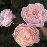 バラ,バラ大好き,お家園芸,バラの庭園をつくりたい,世界をもっとバラ色にbyハイポネックスの画像