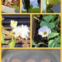 ポリゴナム（ヒメツルソバ）,後ろ姿,コラージュ仲間達,ハジー＊鉢植え,コラージュして遊ぼ♡の画像