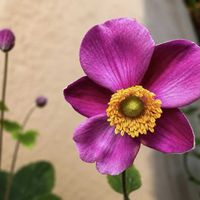 サフィニア,サフィニア,ベゴニア センパフローレンス,秋明菊ピンク,秋明菊 ハドスペンの画像