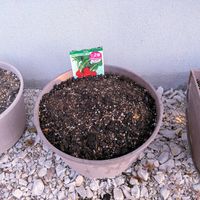 三つ葉,ラディッシュ,春菊,サラダ菜,家庭菜園の画像