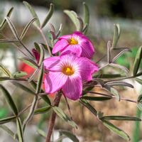 オキザリス,秋咲きオキザリス,Oxalis Volcano,Oxalis striped Icing,Oxalis striped Icingの画像