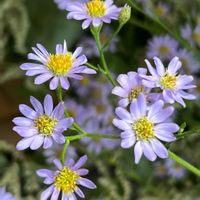 シオン,ミヤコワスレ,青い花,キク科,向島百花園の画像