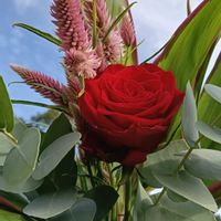 バラ,ユーカリ,ユーカリ,ドルセナ,花のある暮らしの画像