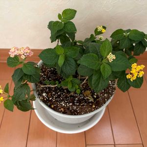 グリーン,ピンク,イエロー,マンション,窓辺の画像