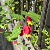 アブチロン,ウキツリボク,アブチロン (チロリアンランプ),散歩,つる性植物の画像