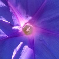 ノアサガオ,大好きな花,シルエット❤︎,風の中,ヒカリの画像