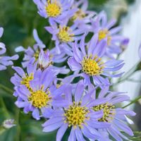アブチロン,シオン,今日のお花,今朝のウォーキングの画像