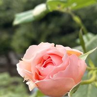 バラ,秋明菊ピンク,真宙,花束！,癒しの画像