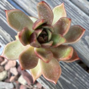 多肉植物,エケベリア属,成長,記録,置き場所問題の画像