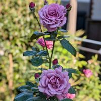 バラ,バラ,ガーデニング,花のある暮らし,バラのある暮らしの画像