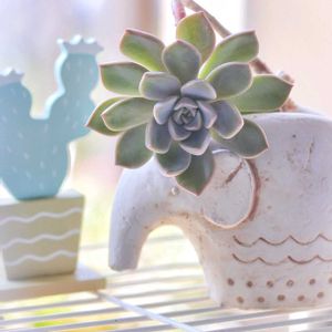ピンクプリティ,ピンクプリティ,スーパーゼリー,多肉植物,可愛いの画像
