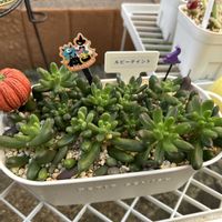  ブロンズ姫,ルビーティント,多肉植物,花のある暮らし,おうち園芸の画像