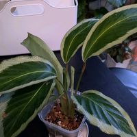 カラテア,観葉植物,ゲッコウの画像