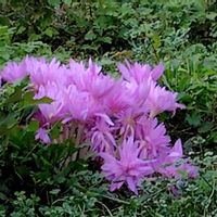 コルチカム,コルチカム(イヌサフラン),花がいっぱい,近隣散歩,S9の画像