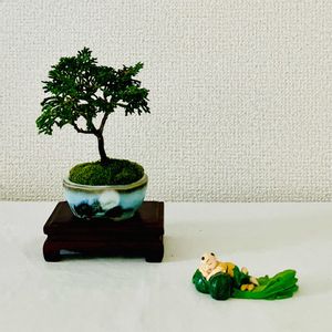 ヒノキ,津山ヒノキ,津山檜,盆栽,ミニ盆栽の画像