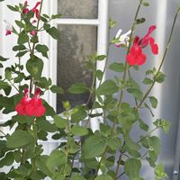 サルスベリ,サルビアホットリップス,キュンキュン乙女倶楽部,GS映え,植欲増進中の画像