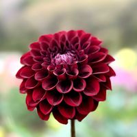 ダリア,お花,秋田国際ダリア園の画像