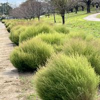 コキア,コスモス,アナベル,可愛い,癒されるの画像