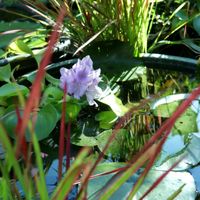 ホテイアオイ,ビオトープ,水生植物,花のある暮らし,おうち園芸の画像